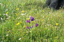 One of Nancy's favorite pictures of wildflowers.