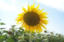 Sunflowers still putting on a happy face, but...
