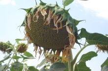 they know the end is near.