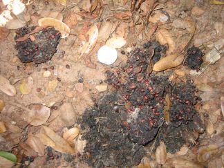 Scat.  Shiny object is a quarter